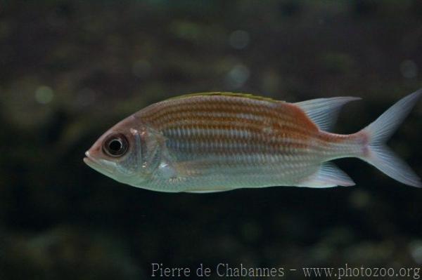 Squirrelfish