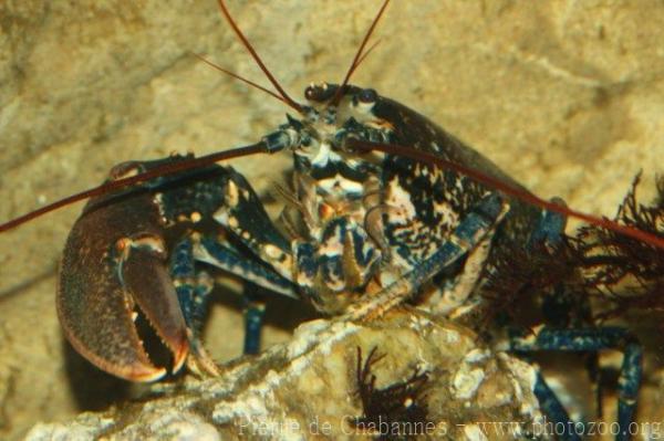 European lobster