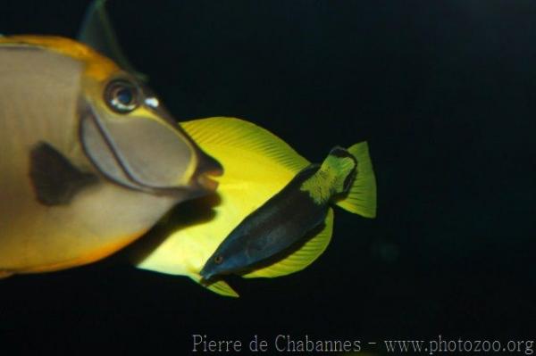 Bicolor cleaner wrasse