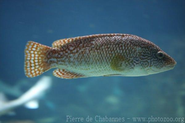 Ballan wrasse