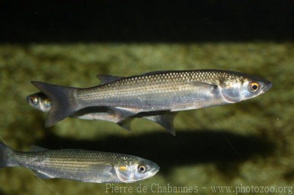 Golden grey mullet