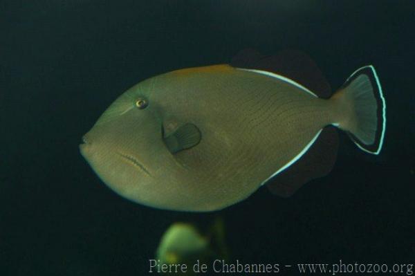 Indian triggerfish