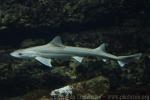 Starry smooth-hound