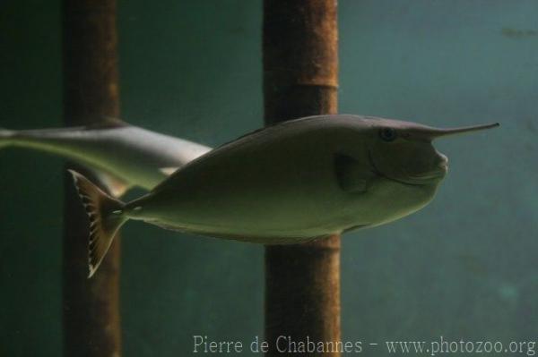 Whitemargin unicornfish