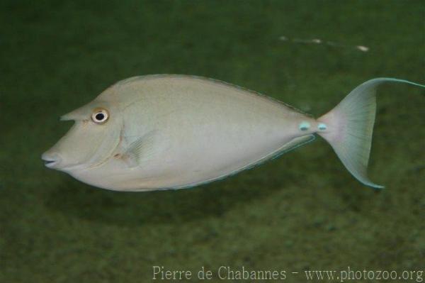 Bluespine unicornfish