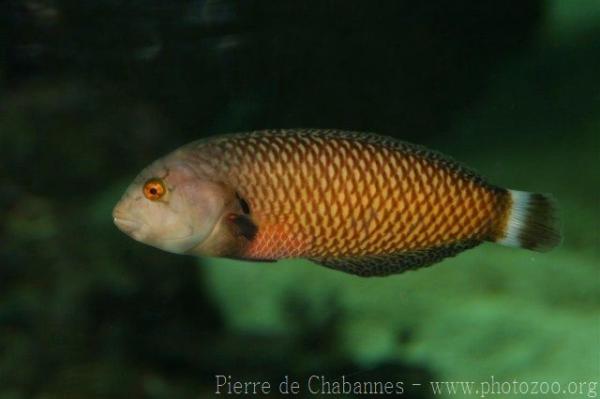 Rockmover wrasse