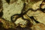 Black brittlestar