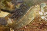 Rusty blenny