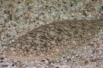 Sand sole