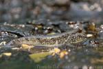 Atlantic mudskipper