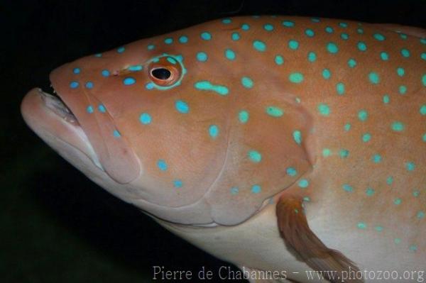 Spotted coralgrouper