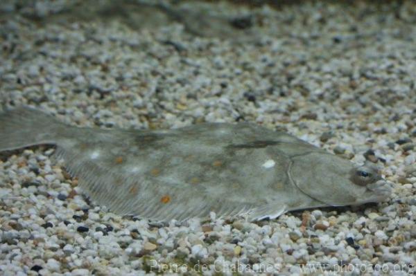 European plaice