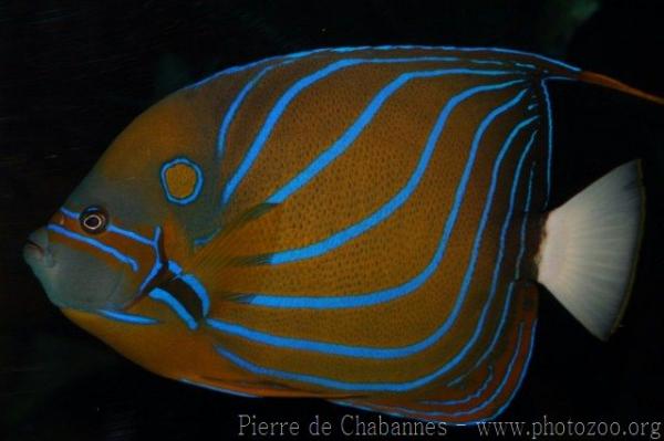 Bluering angelfish