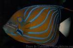 Bluering angelfish