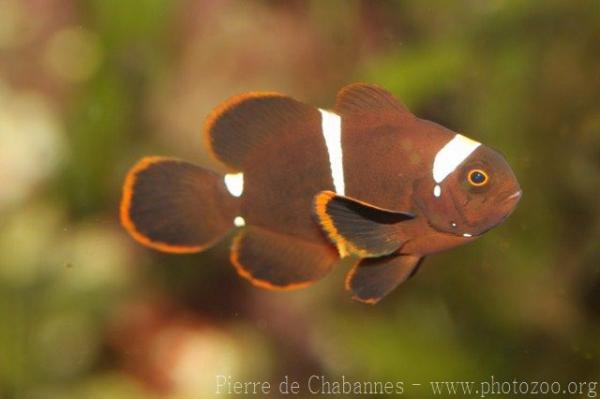 Spinecheek anemonefish