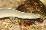 White ribbon eel