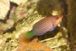 Sixline wrasse