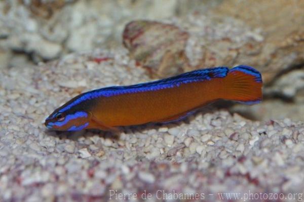 Orange dottyback