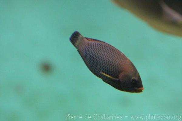 Chiseltooth wrasse *