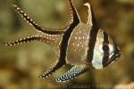 Banggai cardinalfish