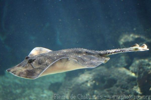 Undulate ray