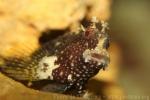 Starry blenny