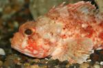 Small red scorpionfish