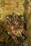 Common cuttlefish