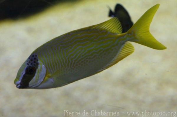 Masked spinefoot