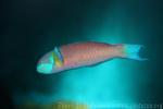 Cortez rainbow wrasse *