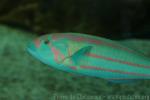 Surge wrasse *