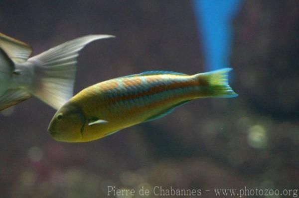 Christmas wrasse *