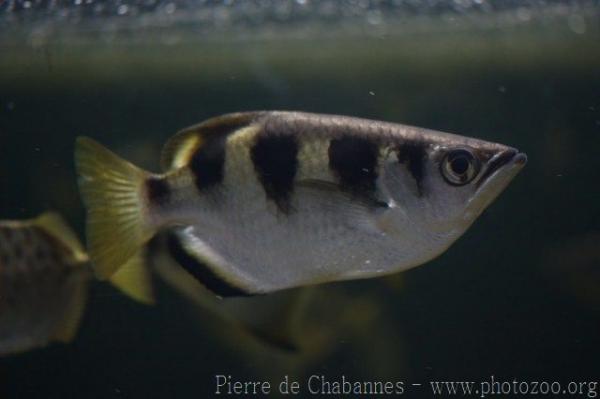 Banded archerfish