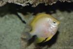 Golden damselfish