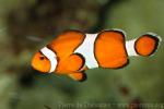 Clown anemonefish