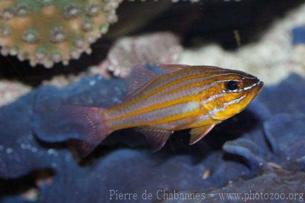 Yellowstriped cardinalfish