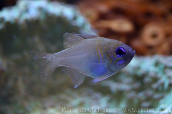 Threadfin cardinalfish