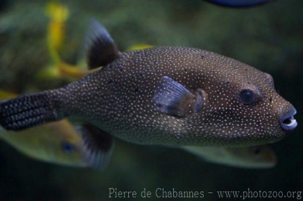 Guineafowl puffer