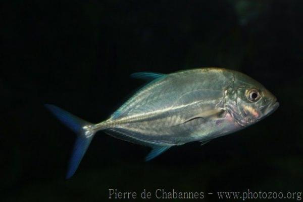 Bluefin trevally