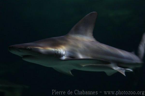 Sandbar shark