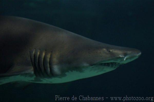 Sand tiger shark