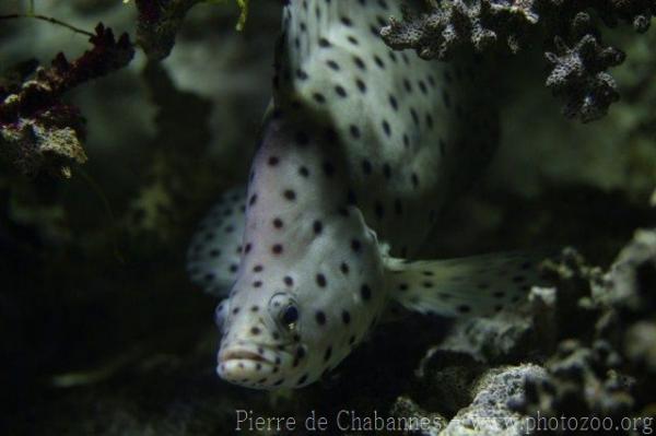 Humpback grouper