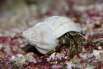 Common stripe-legged hermit crab