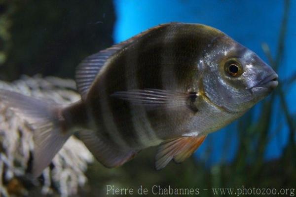 Zebra seabream