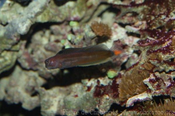 Bicolor blenny