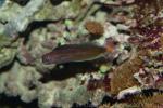 Bicolor blenny