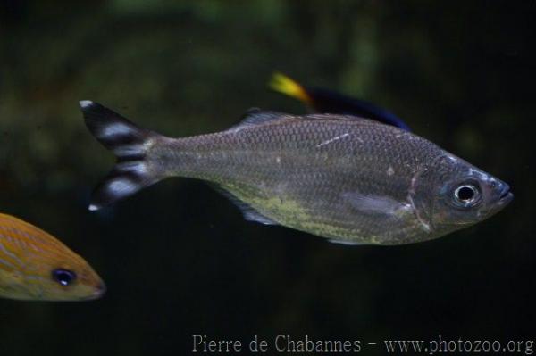 Barred flagtail