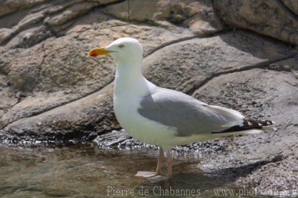 European herring gull