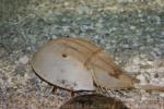 Atlantic horseshoe crab