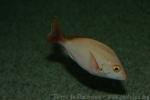 Humpback red snapper